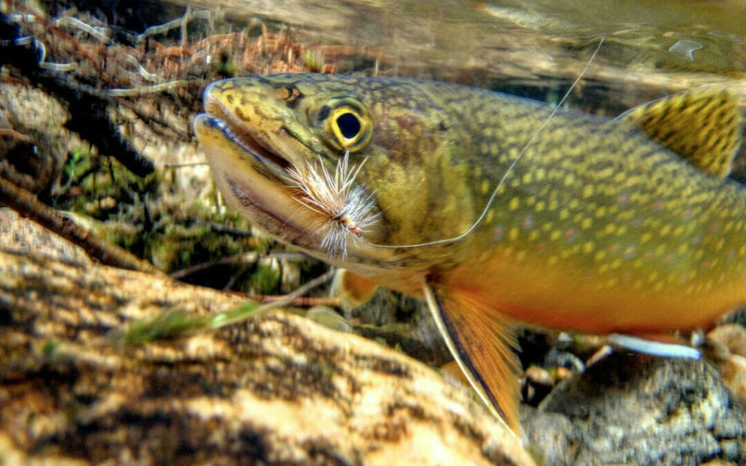 ACE Act a big win for fish habitat