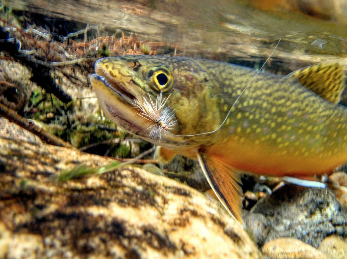 A brook trout under water.