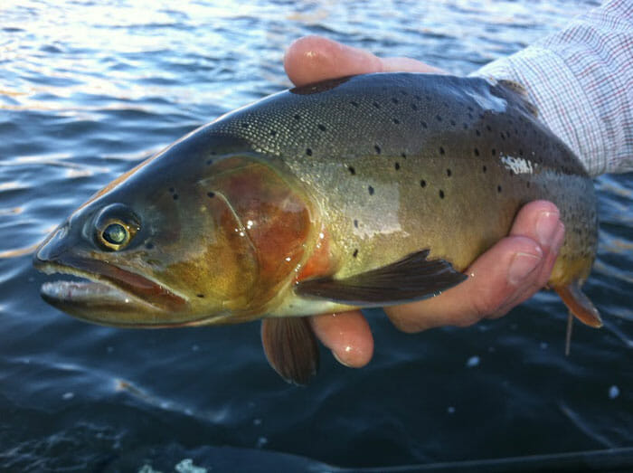 Sweetwater Fly Shop In Livingston, MT - Trout Unlimited