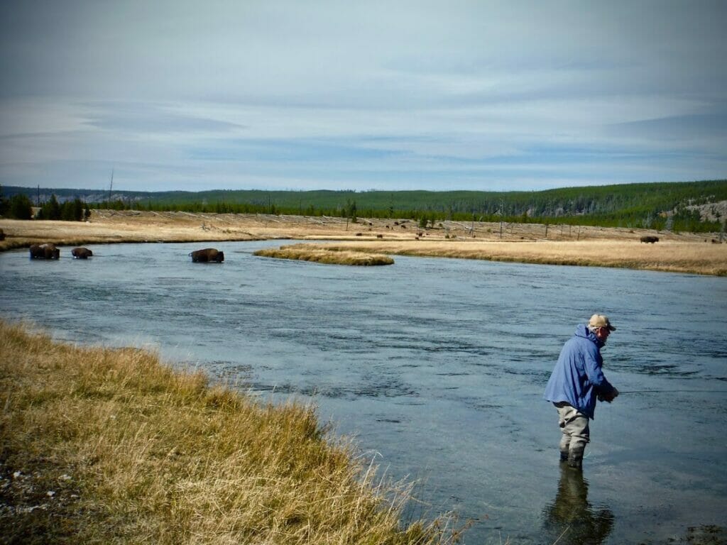 Jim Duke of Idaho Falls, ID, shares the Firehole River with bison.