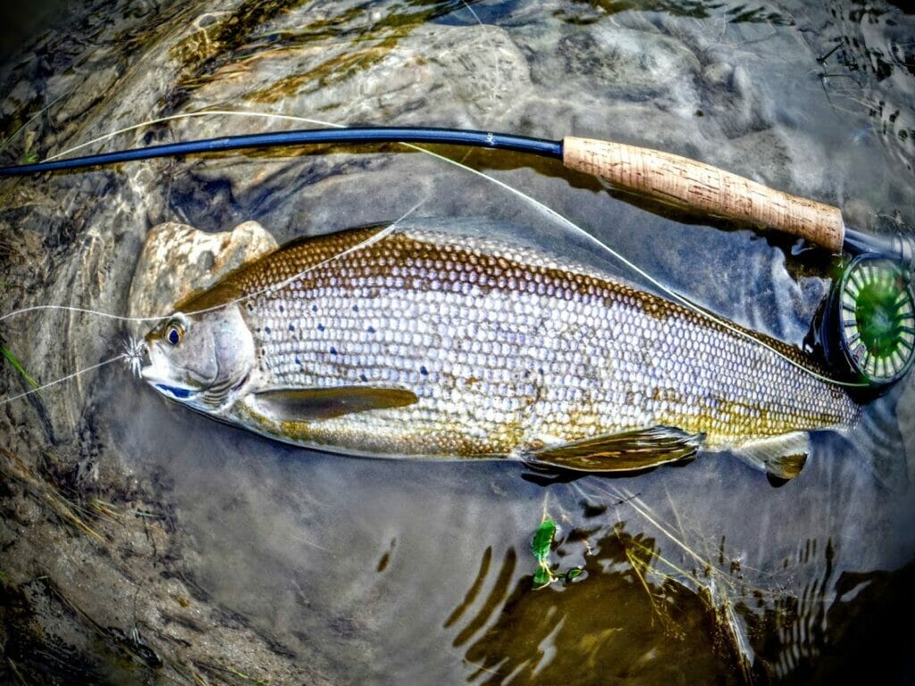 Arctic Grayling, North Fork Chena River, AK : r/Tenkara