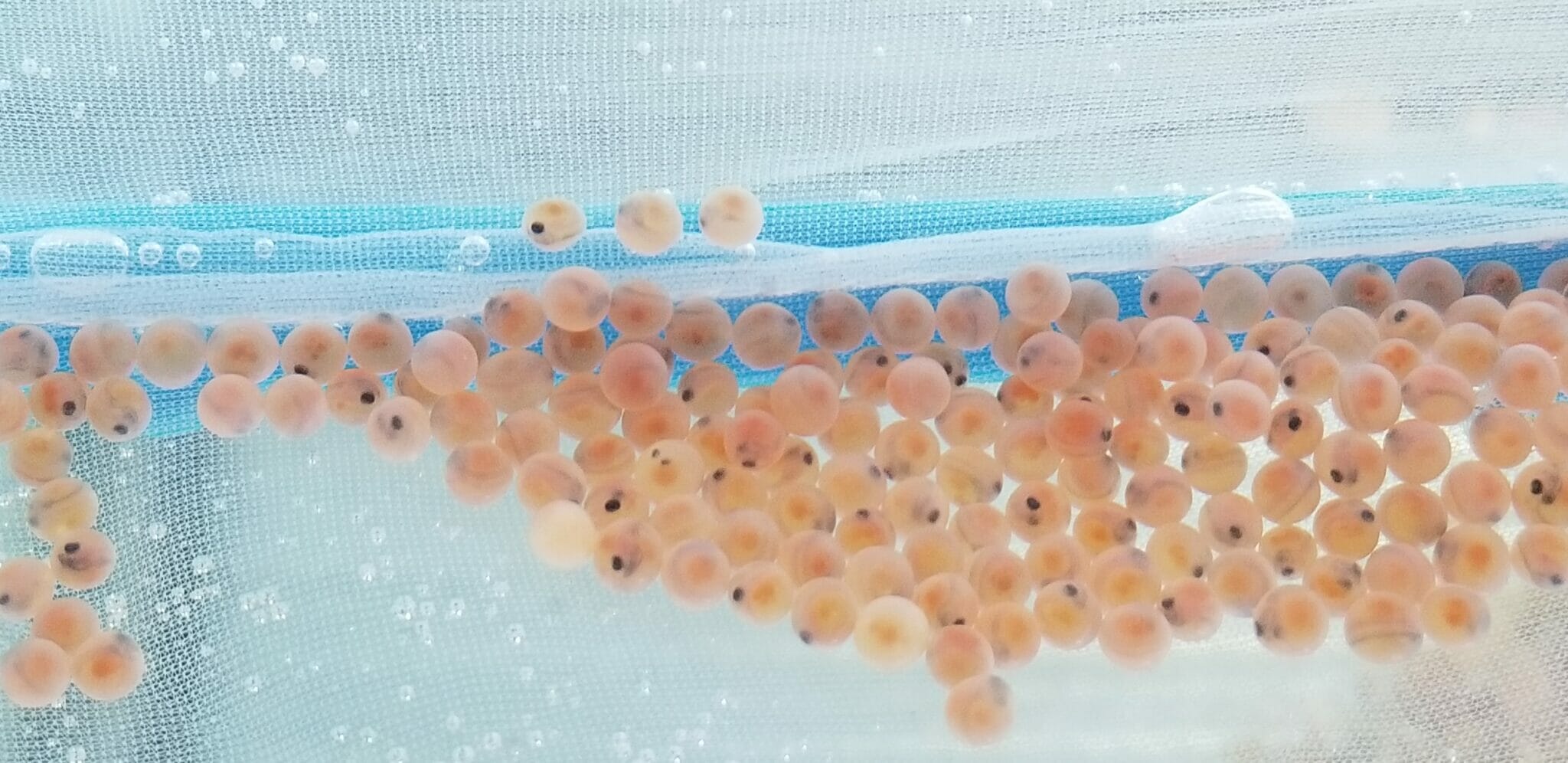 Trout Egg Catastrophe Do You Think They Are Safer In The Nest Basket