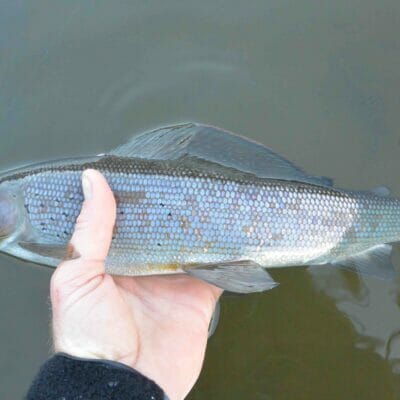 Arctic grayling from the Gulkana River.
