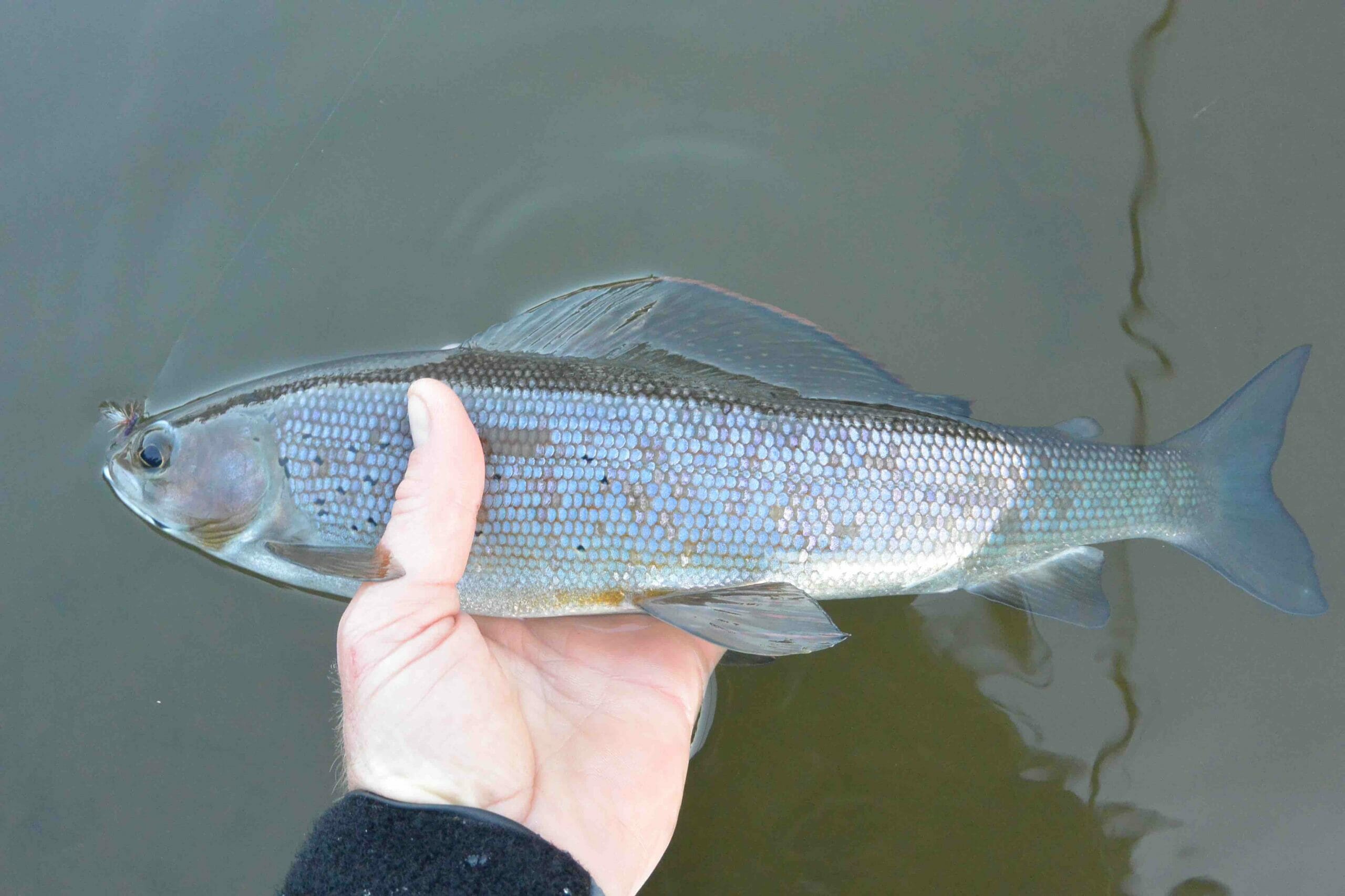 Arctic grayling from the Gulkana River.