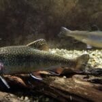 brook trout