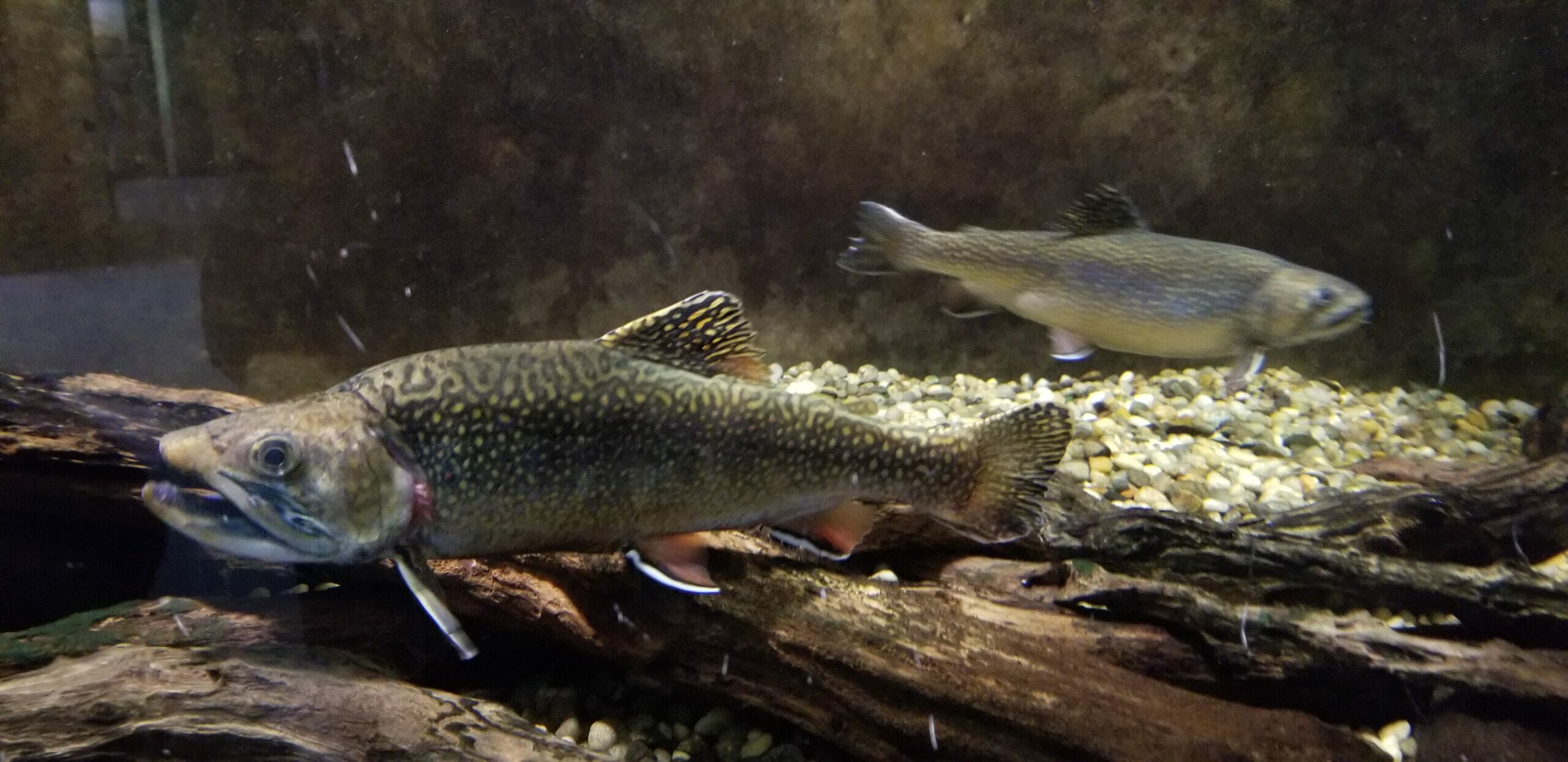 brook trout