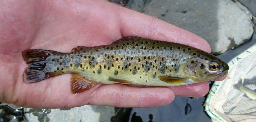 An Apache trout from Arizona.