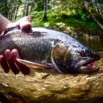 A Dolly Varden from Alaska's Tongass National Forest