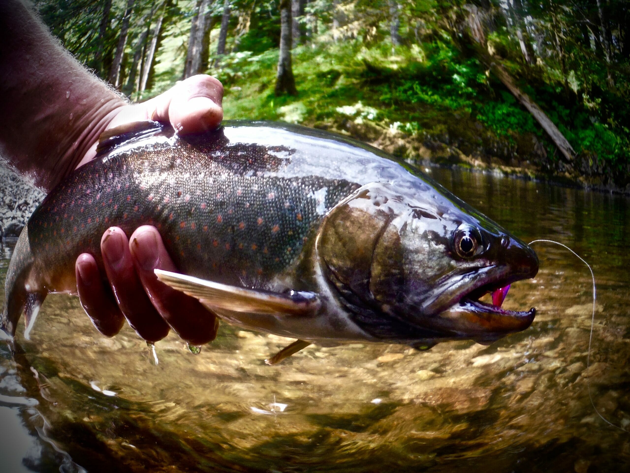 A Dolly Varden from Alaska's Tongass National Forest