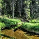 A small trout stream in Yellowstone National Park.