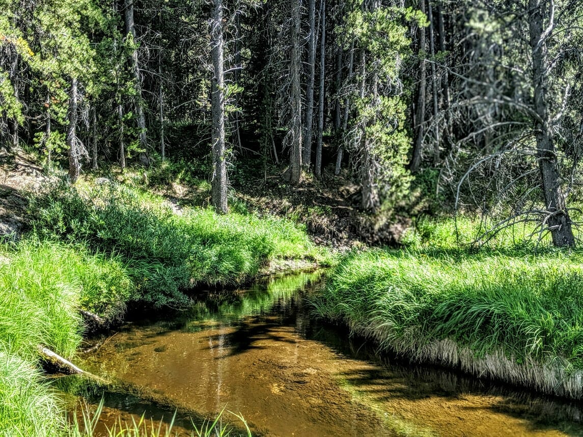 A small trout stream in Yellowstone National Park.