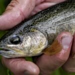 Gila trout in New Mexico.
