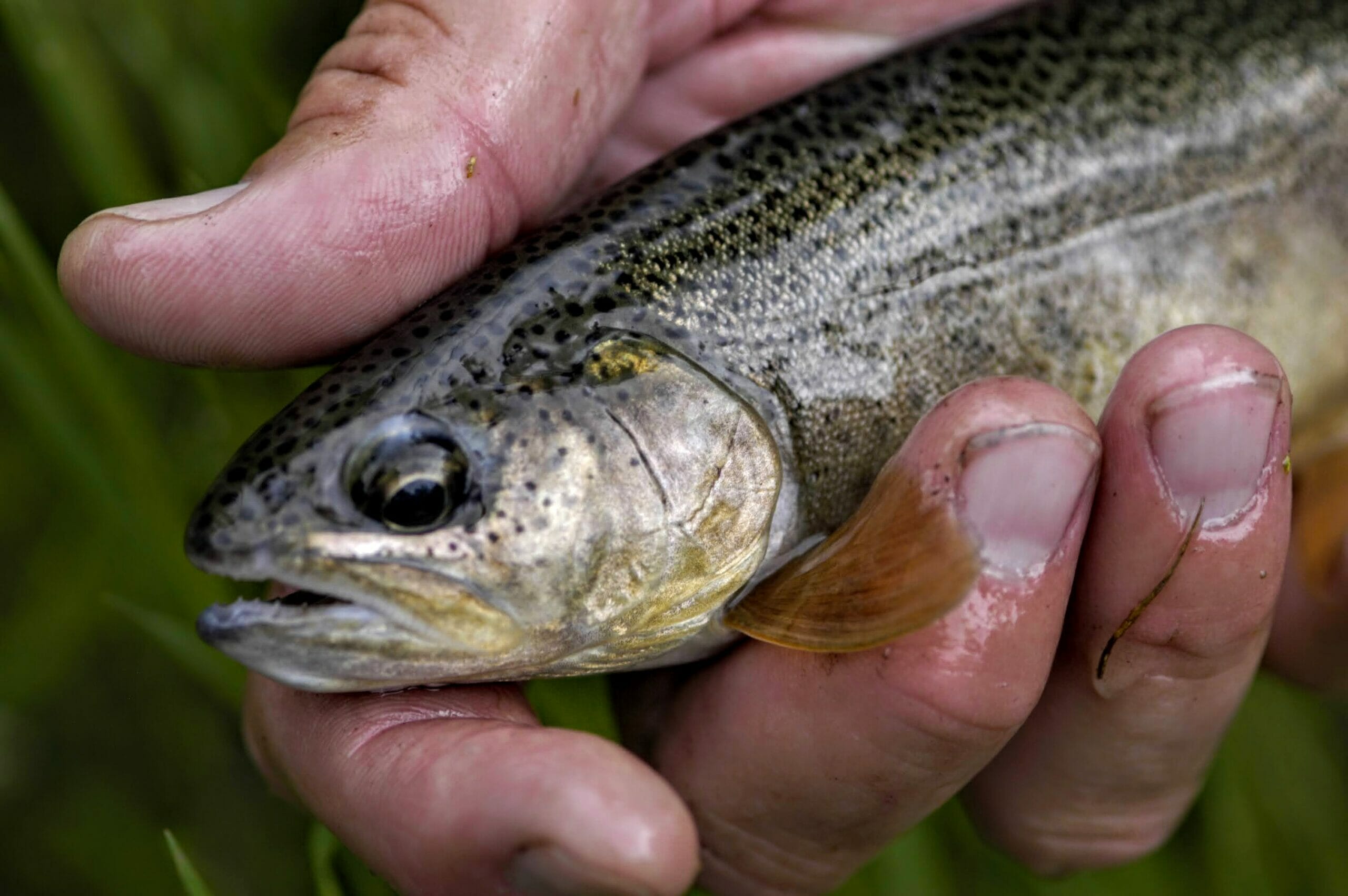 Gila trout in New Mexico.