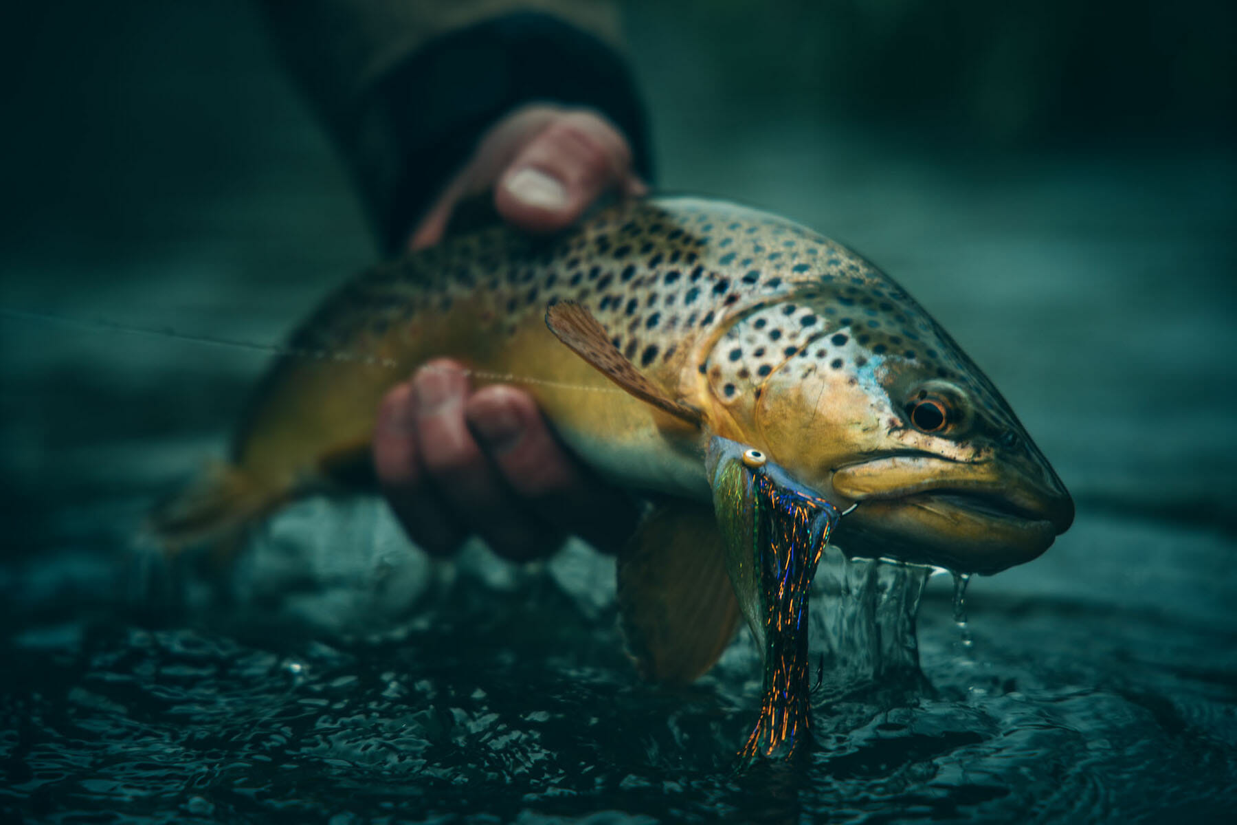 How To Turn 'movers' Into 'eaters' When Streamer Fishing - Trout Unlimited