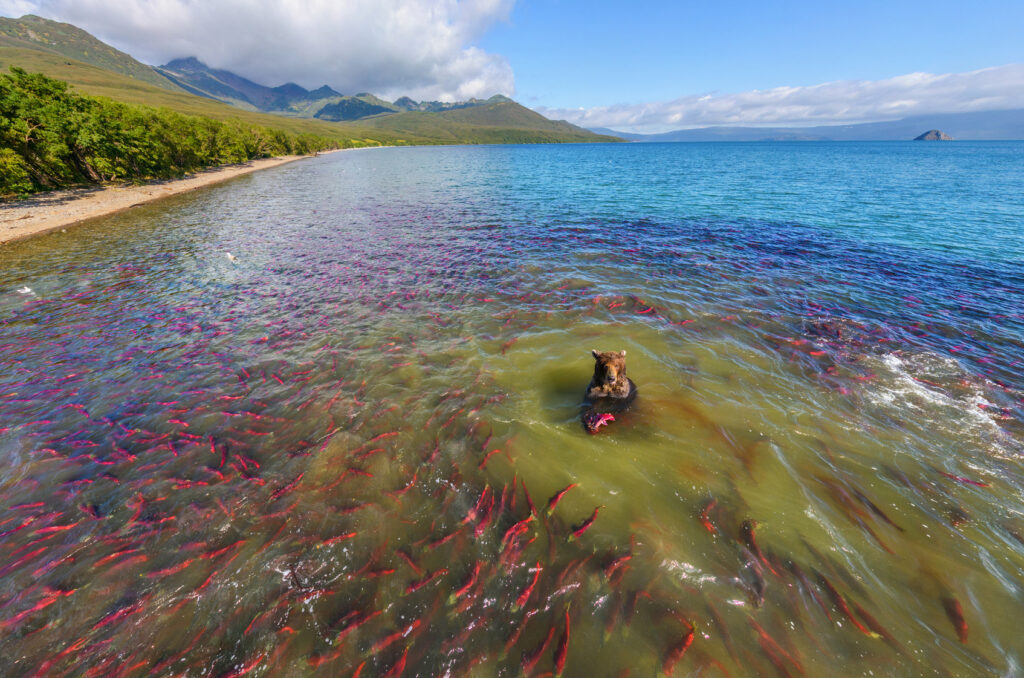 Aerial view of bear hunting salmon at Kurile Lake, Kamchatka, Russia