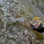 A cutthroat trout caught using a Slumpbuster