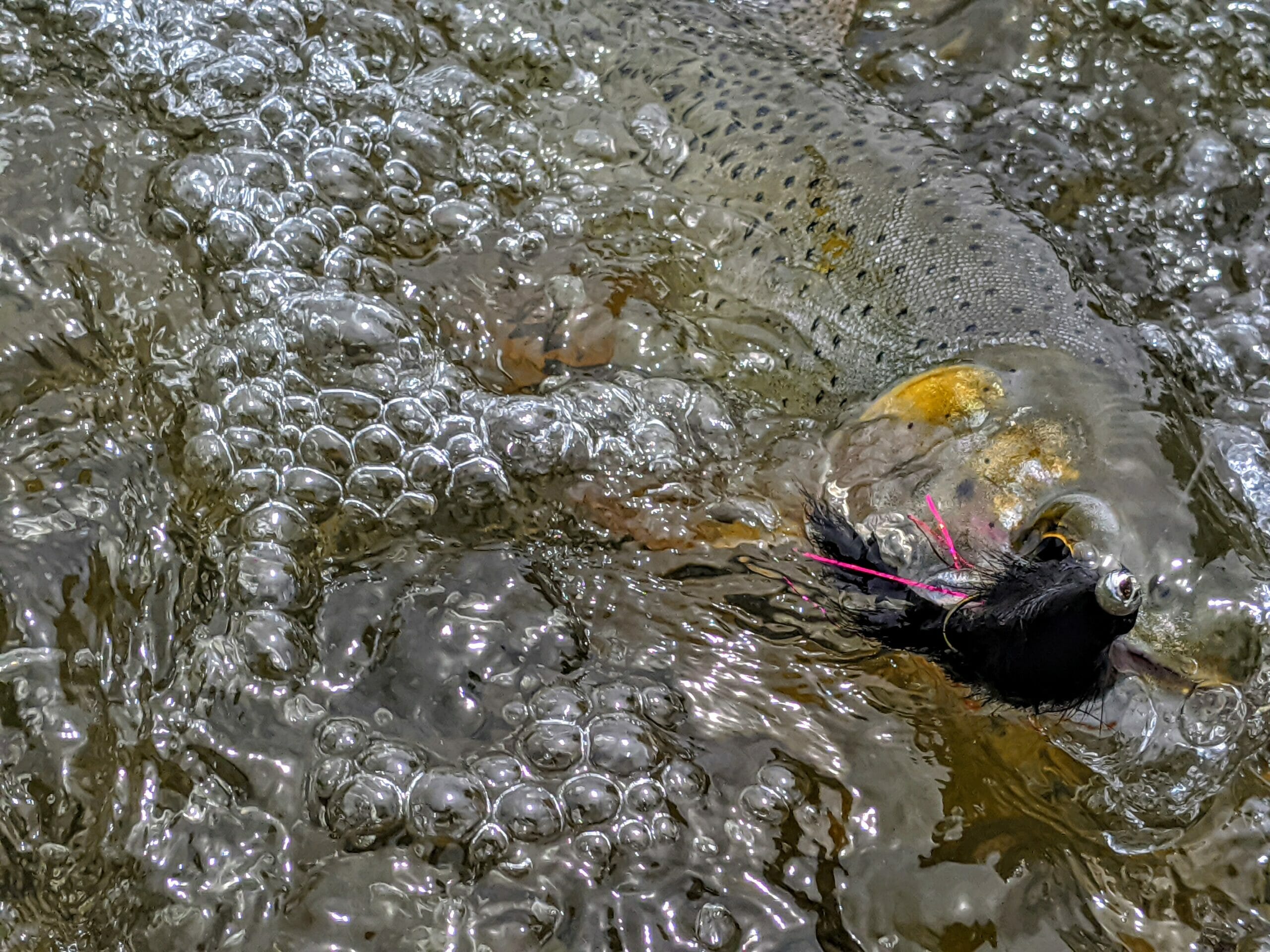 A cutthroat trout caught using a Slumpbuster