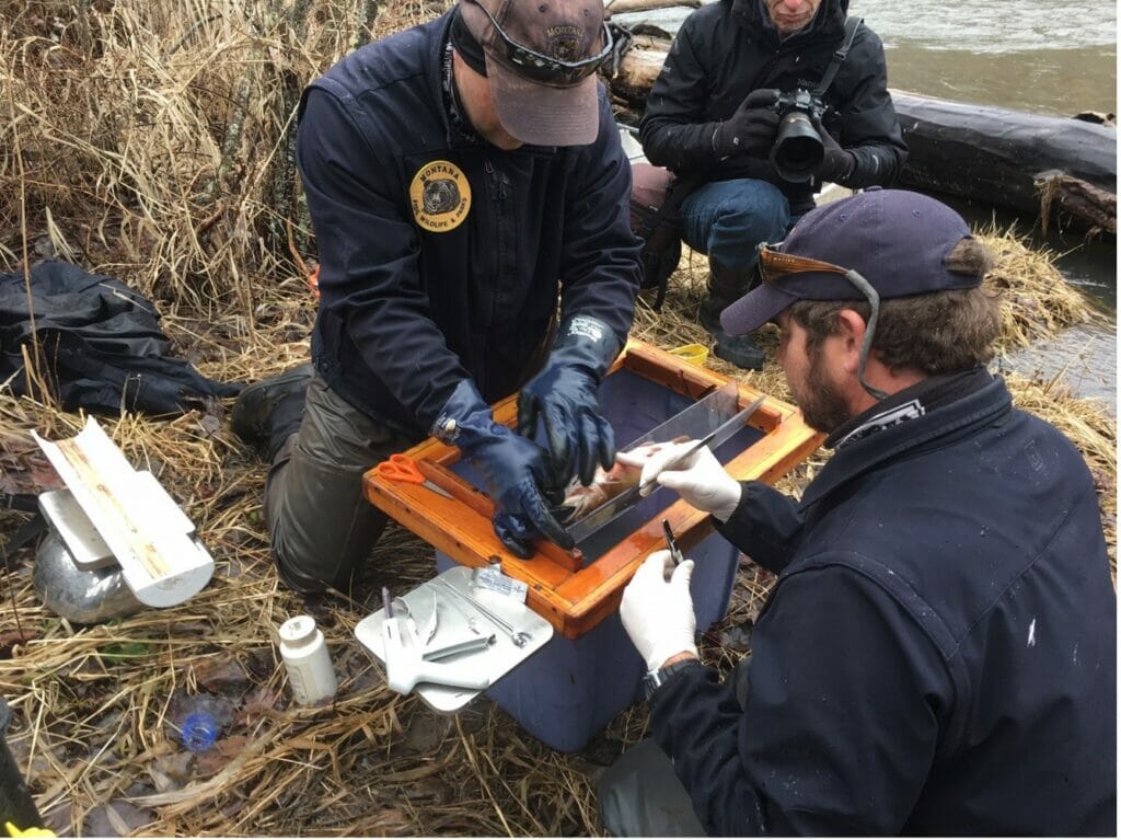 Biologists on Rock Creek