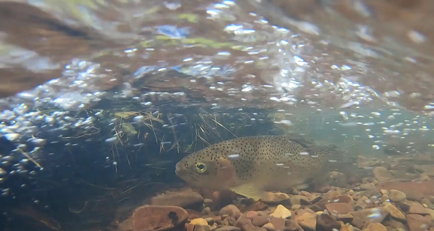 Rock Creek trout