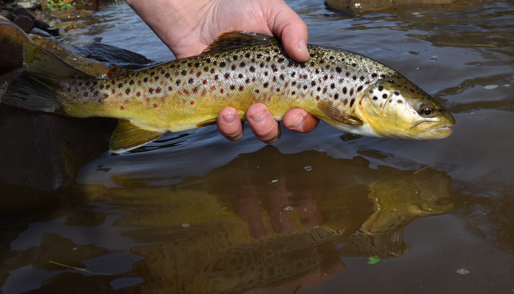 Urban Trout Stream In Pennsylvania Benefits From Keystone Fund Trout