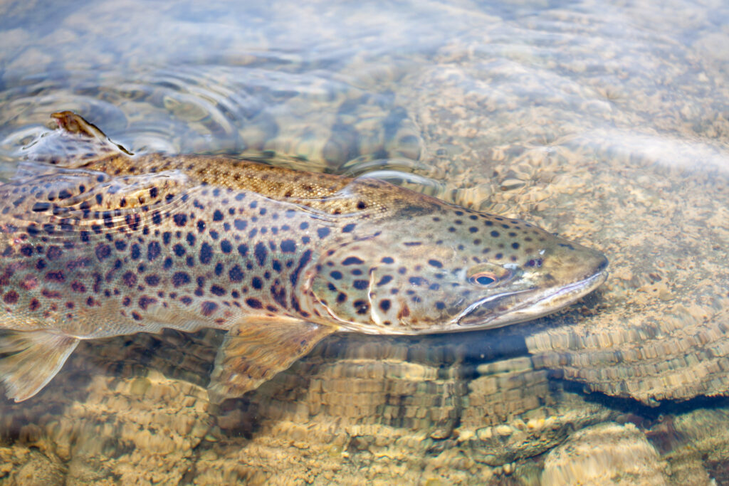 brown trout close up ireland
