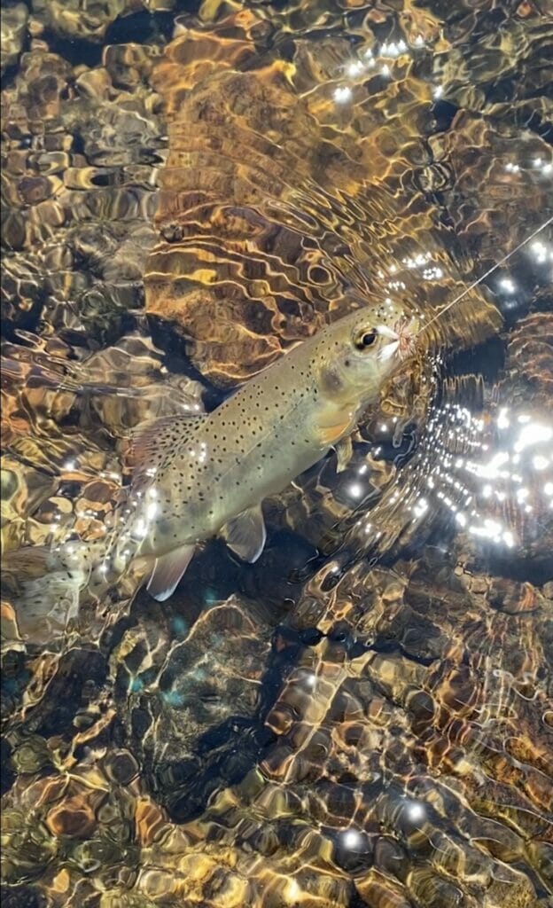 West Fork Rainbow Trout Graphic Tee