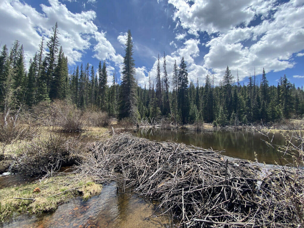 This image has an empty alt attribute; its file name is Arizona_WestForkOfTheLittleColorado_BeaverPond_DanielARitz-1-1024x768.jpeg