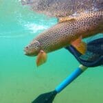 Releasing a brown trout into a river.