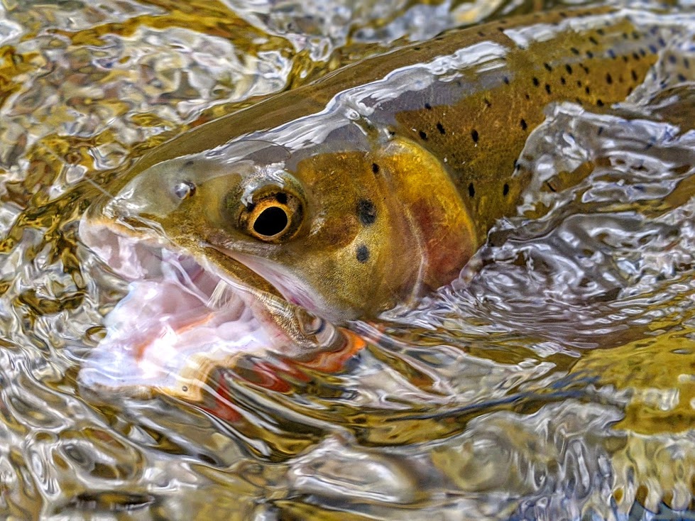 Is Catch-and-release Angling All It's Cracked Up To Be? - Trout