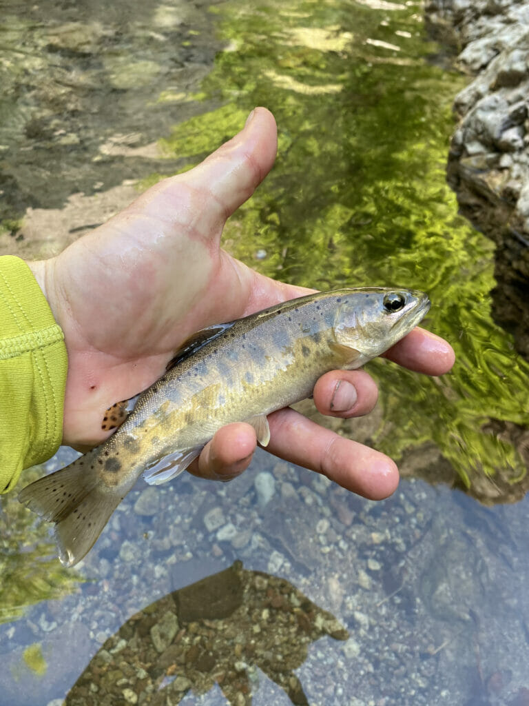 Media - Western Native Trout Challenge