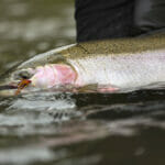 Steelhead trout.