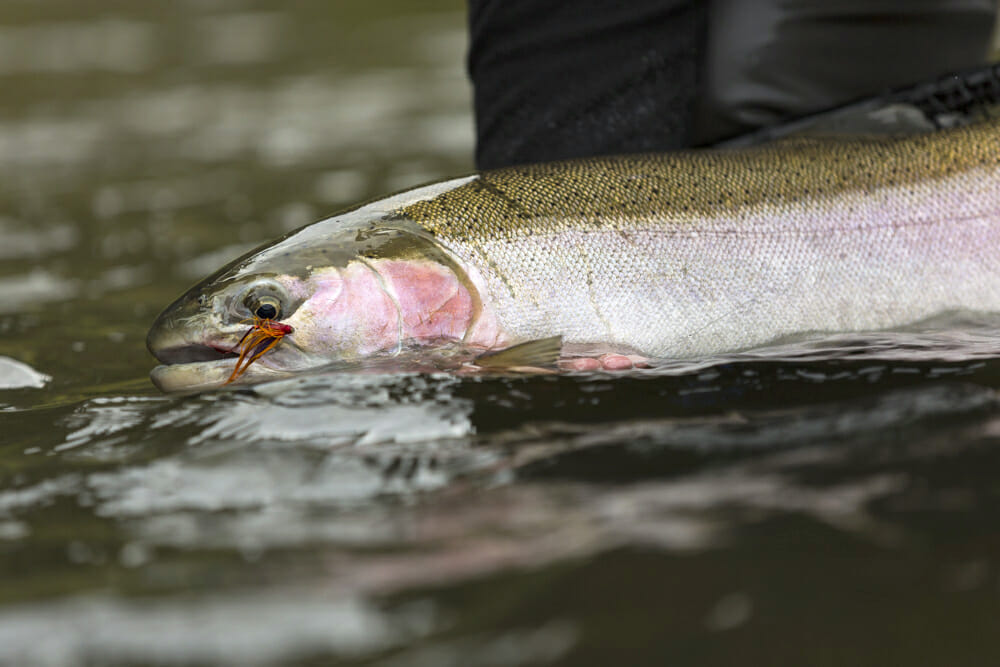 Steelhead trout.