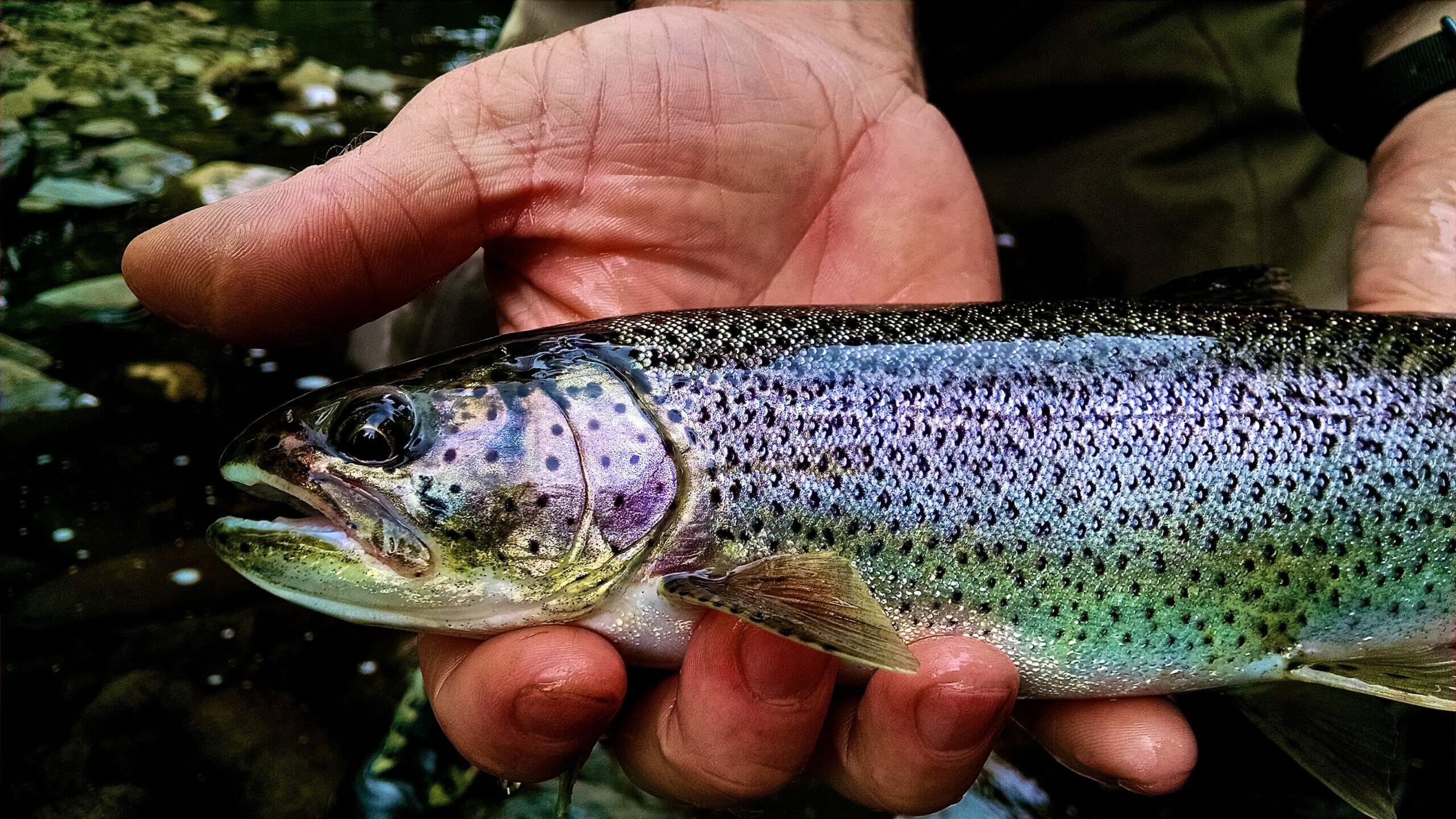 Coastal Cutthroat Trout – Oregon Conservation Strategy