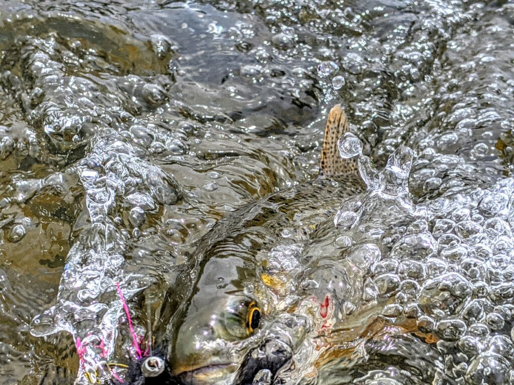 A Summer For Plan B Trout Unlimited