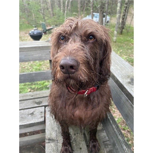 A wet dog.