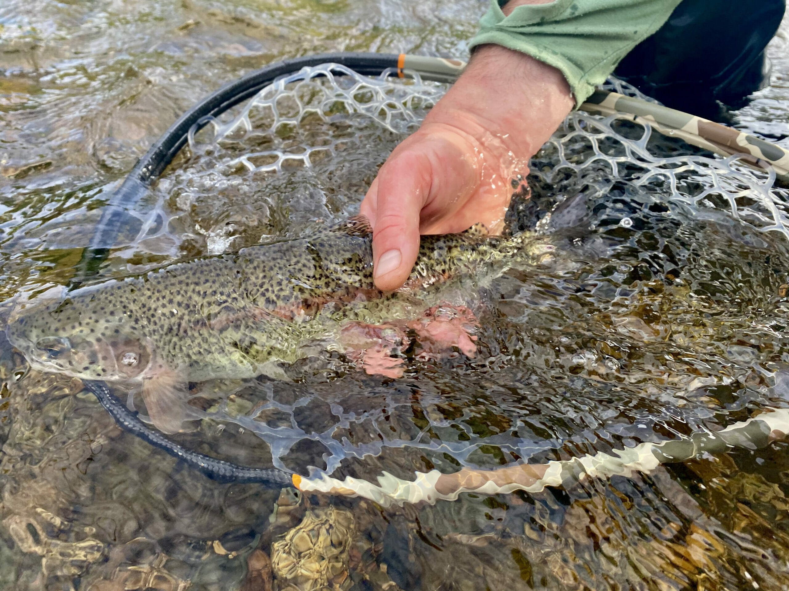 The Dependable Dozen of Must-Have Trout Flies - Game & Fish