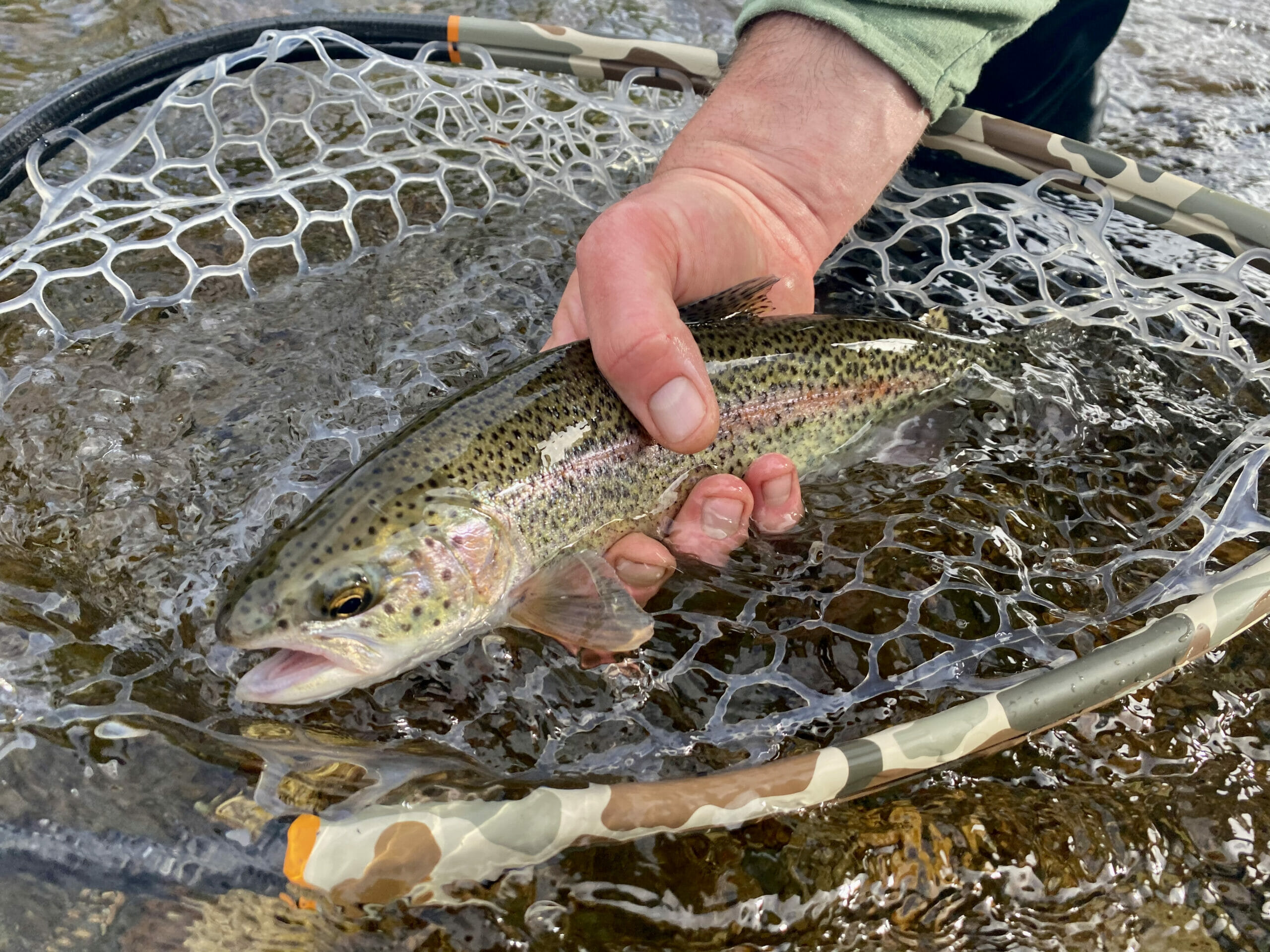 The Alaskan Rainbow Trout: All You Need To Know - Trout Unlimited