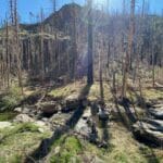 A conservationist takes in the burned landscape of Willow Creek in southern New Mexico.
