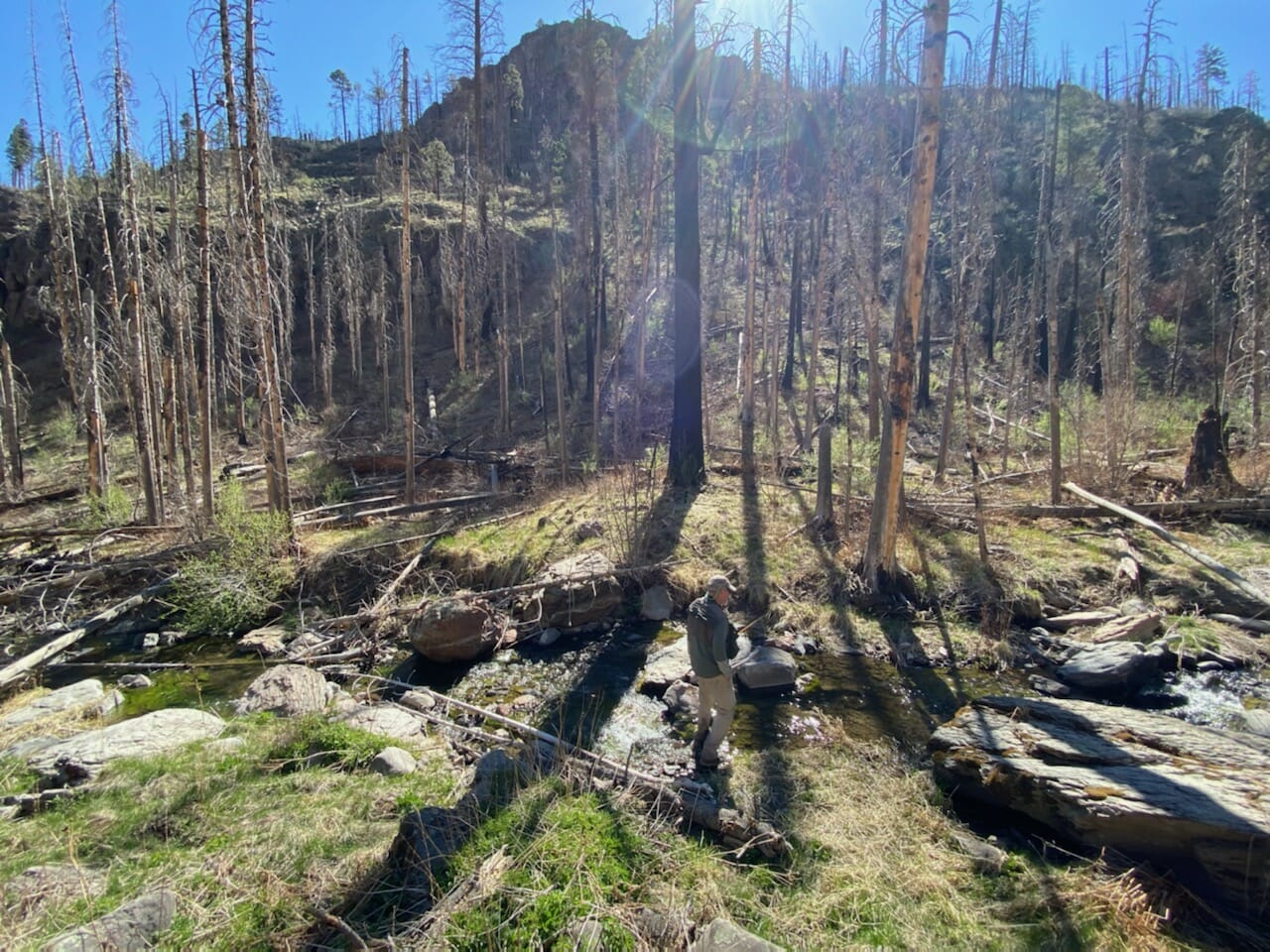 A conservationist takes in the burned landscape of Willow Creek in southern New Mexico.