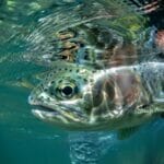 A rainbow trout under water.