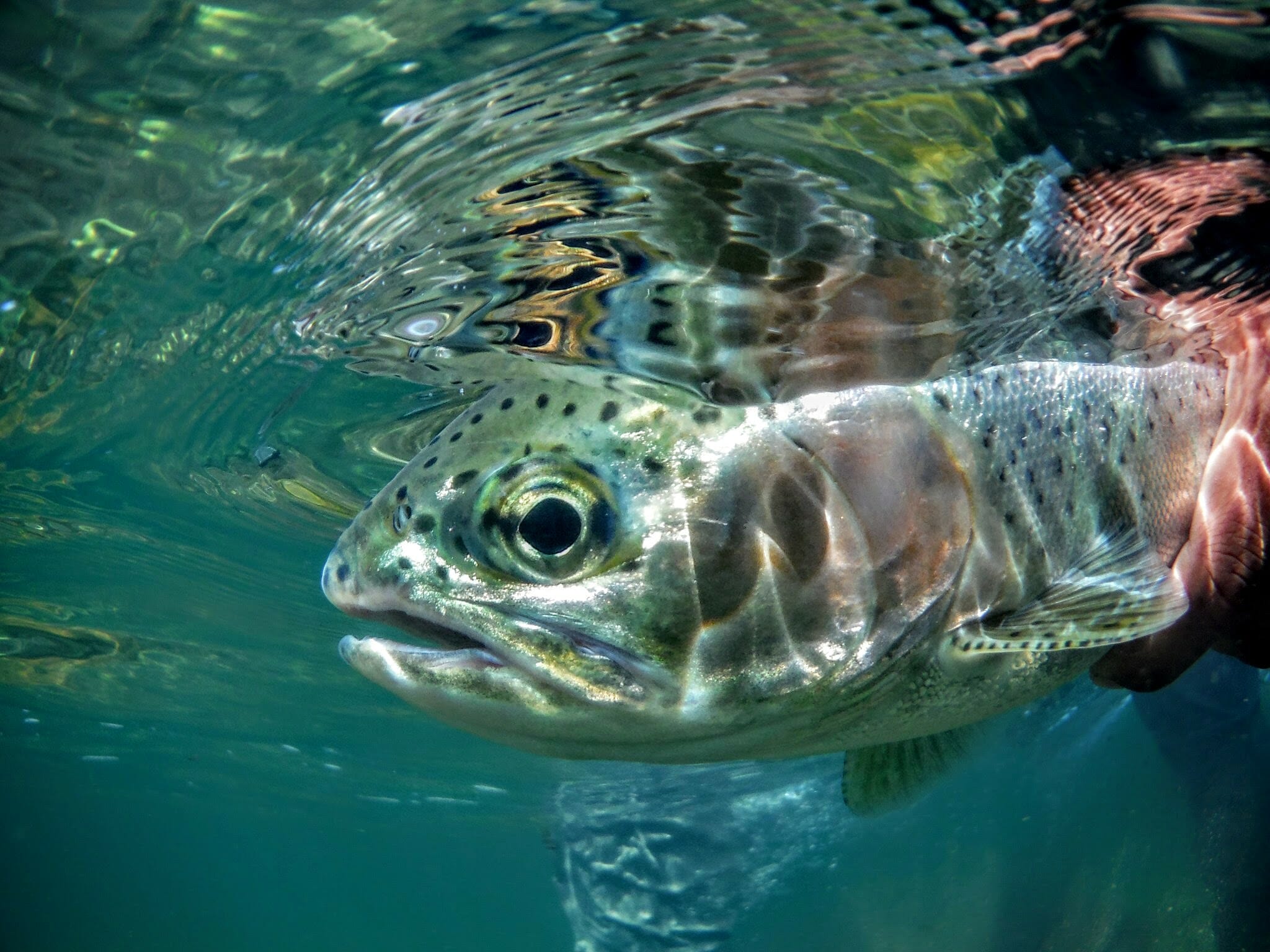A rainbow trout under water.