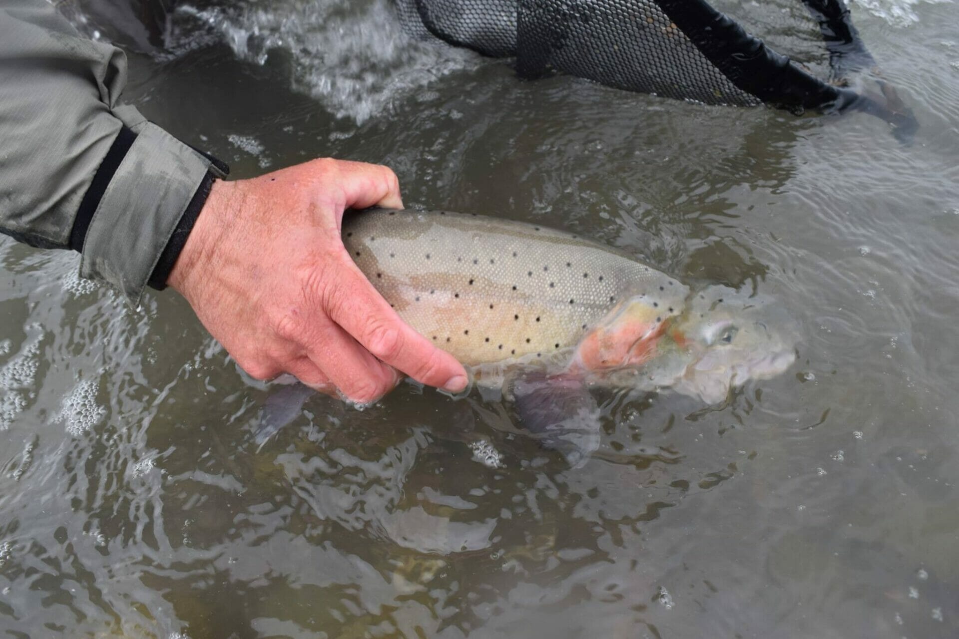 Everything You Wanted To Know Lahontan Cutthroat Trout Trout Unlimited