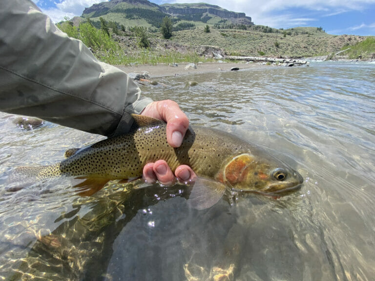 Chasing The Wyoming CuttSlam And Keeping The Wolves Away Trout Unlimited