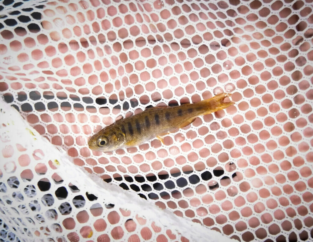 Trout Unlimited Expands Alaska’s Knowledge Of Fish Habitat Trout