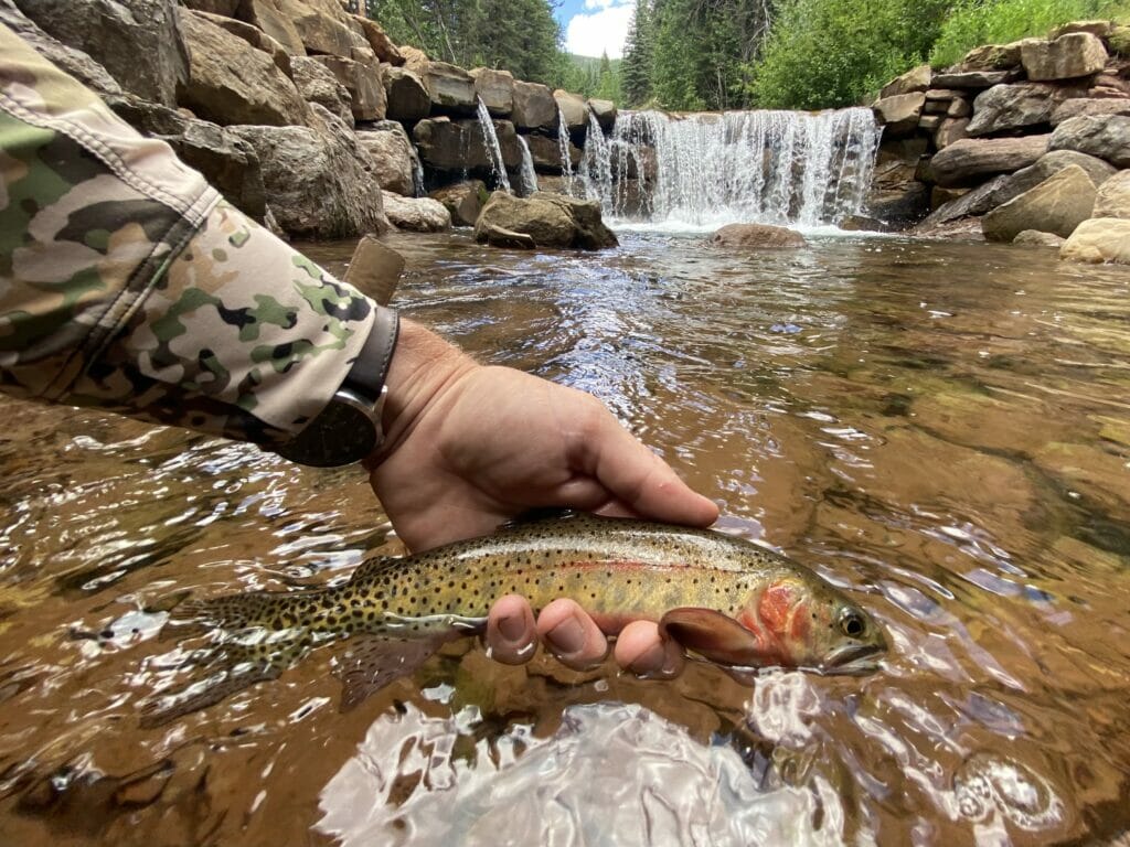 Collaboration And Compromise Restore Trout Almost Lost In Colorado