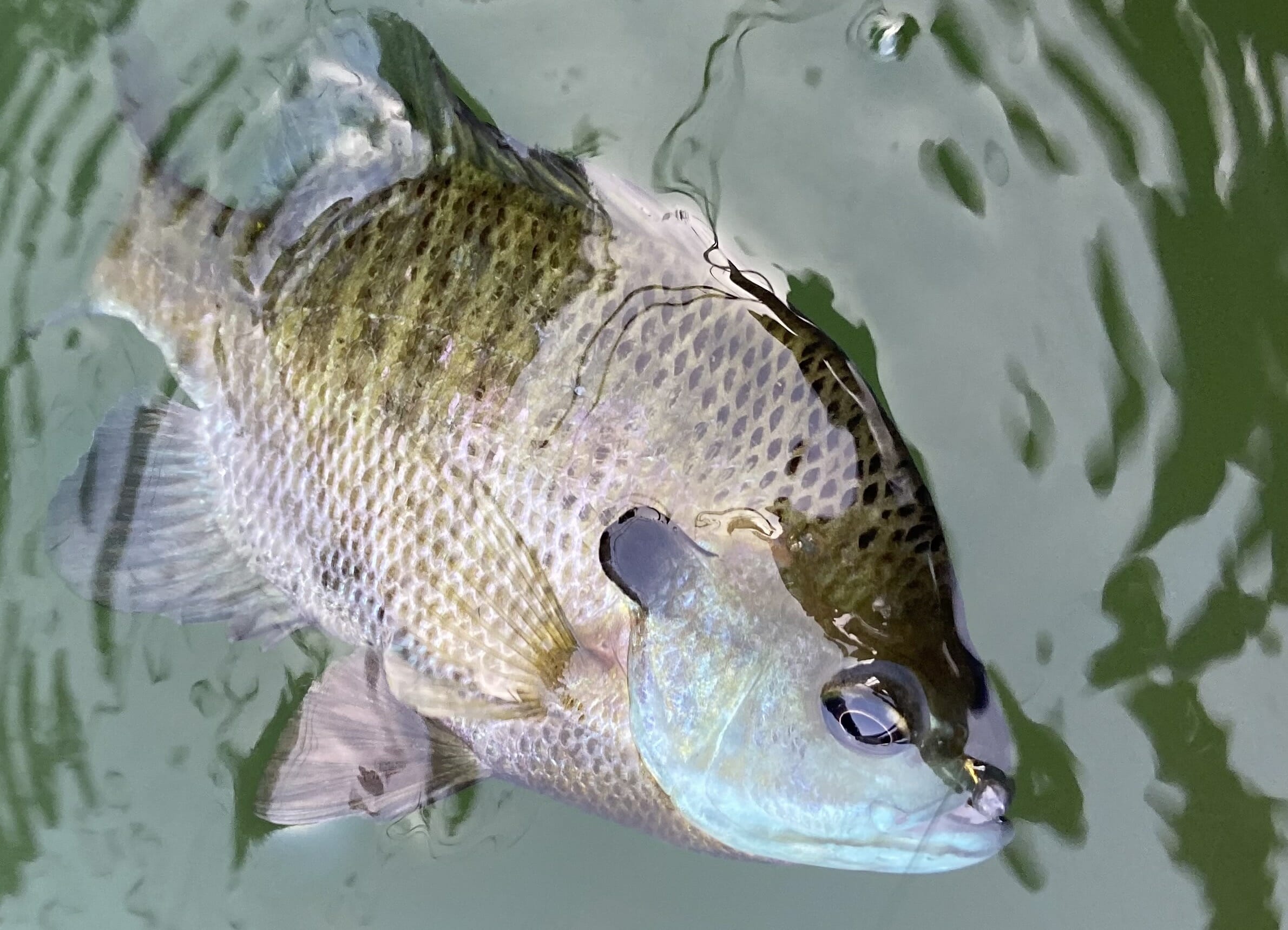 Summer Sunfish Come To The Rescue As Trout Waters Heat Up - Trout