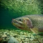 A cutthroat trout under water.
