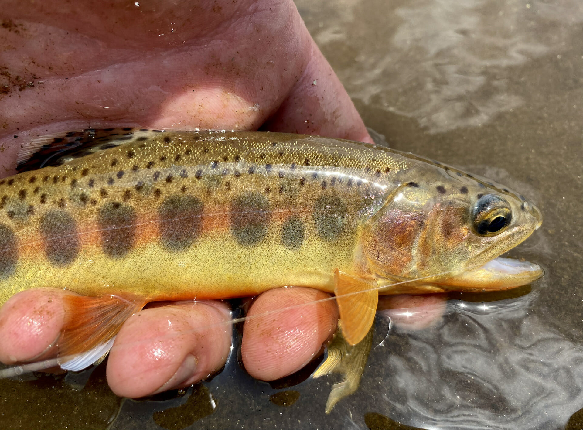 Red Is The New Golden Trout Unlimited