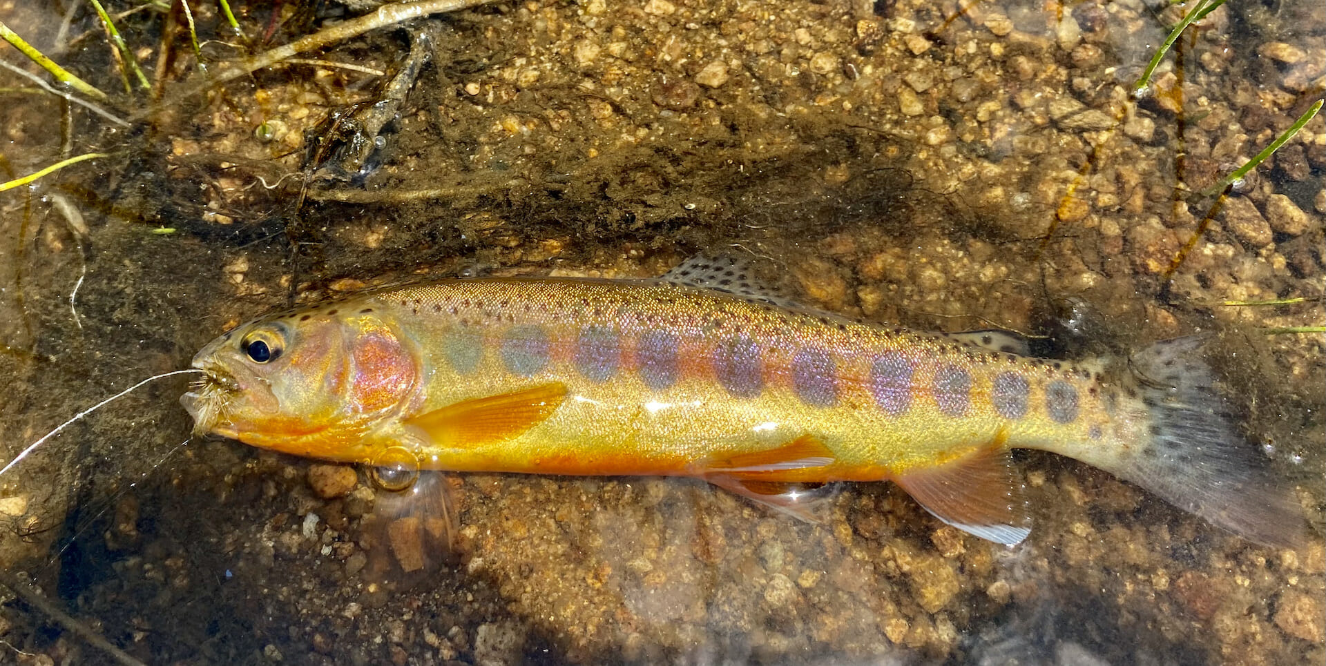 Atlanta, GA  The Fly Fishing Show