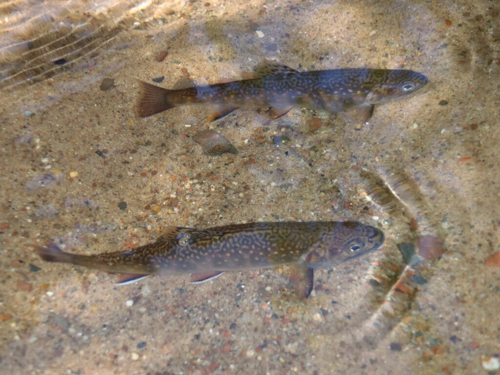 Whittlesey Creek National Wildlife Refuge Gives Hope To Coaster Brook